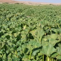 خربزه مشهدی زنجانرود