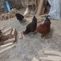 خروس|حیوانات مزرعه|چهاردانگه (تهران), |دیوار