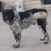 گمشده همراه با مژدگانی