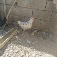 مرغ|حیوانات مزرعه|فارسان, |دیوار