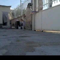 سگ افقان دم کوتاه اصل نژاد خالص