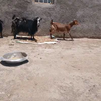 کره ماده سور بز با کره ماده