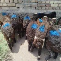 بره علف خور افشاری