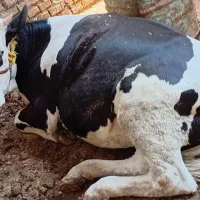 شنگل سیمنیتال