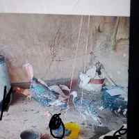 بوقلمون