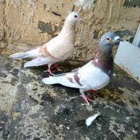 کبوتر|پرنده|بیرجند, |دیوار