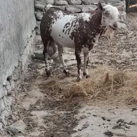 نری صلاله
