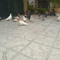 کبوتر رنگی هوایی