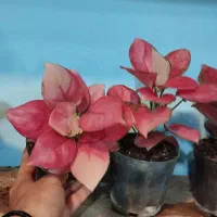 آگلونما پینک صورتی