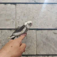 جوجه عروس هلندی