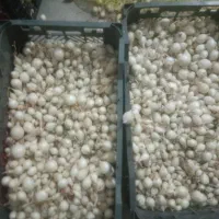 پیاز غده مینروا دستگیری