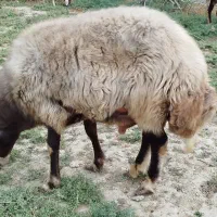 قوچ قزل قیر 4 ساله