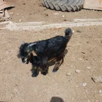 بزنر