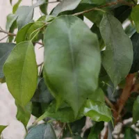 گل طبیعی