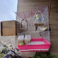 دوعدد عروس هلندی جفت