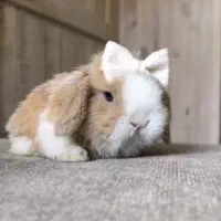 خرگوش‌واگزاری(مینی لوپ) (مینیاتوری) واکسن زده