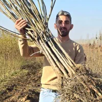 نهال گردو آلتا ترکیه سردسیری