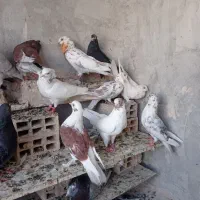 کفتر دهات