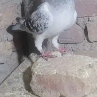بدرنگ ماده