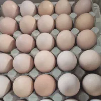 تخم مرغ محلی درجه ۱ ذرده ذرتی