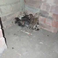 جوجه محلی