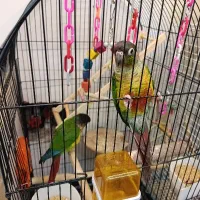 جفت گرینچیک مولد  و برزیلی و عروس و فنچ ومرغ عشق