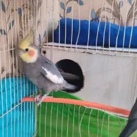 جفت عروس با جوجه