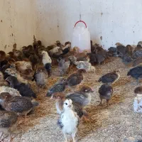 جوجه|حیوانات مزرعه|اراک, |دیوار