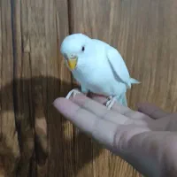 ۳ عدد مرغ عشق دستی دستی