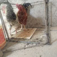 خروس محلی
