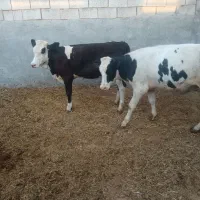 گوساله ماده فروشی