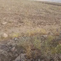گندم دیم برا درو