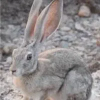 خرگوش