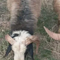 گوسفندمیش بره