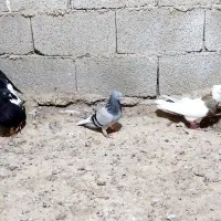 کبوتر