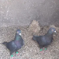 کفتر پرشی