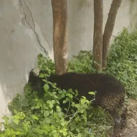 بره نر چاق