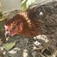 یک عدد مرغ محلی تخم گذار