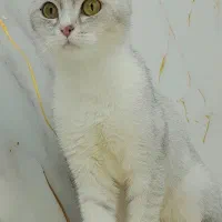 گربه سیلور ماده