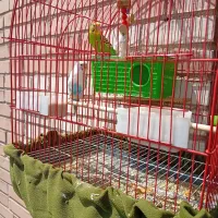 مرغ عشق عروس هلندی