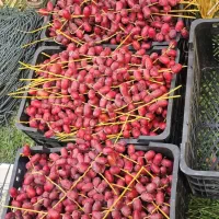 خارک خرما مضافتی