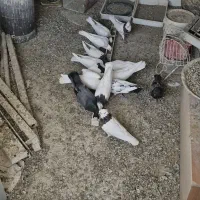 کفتر طوقی و سفید و کاکلی