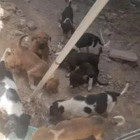 واگذاری ۱۰ توله سگ برای باغداران و....