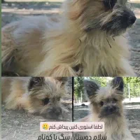 سگ پا کوتاه گمشده