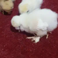 جوجه رنگی و محلی ۱ تا ۱۰روزه