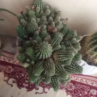 کاکتوس