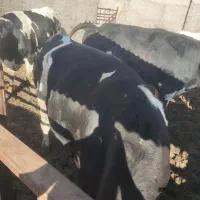 فروش سه راس گوساله نر هلشتاین