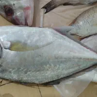 ماهی تازه عالیشهر