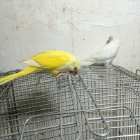 دوعدد راهب سفید و زرد 4ماهه