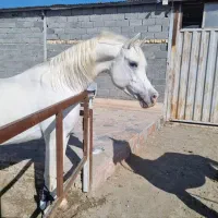 اسب  مدارک تکمیل .نریون